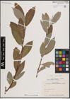 Foto von Salix excelsa S. G. Gmel.